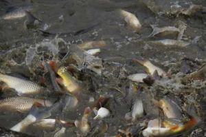 鱼池鱼死了用什么消毒最好 鱼池里放盐鱼会死吗