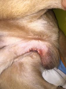 狗狗受伤了舔伤口就可以自愈吗 狗狗被咬个洞能自痊吗