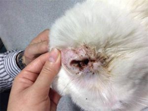 猫外伤感染化脓怎么处理 猫咪伤口溃烂有个洞会死吗