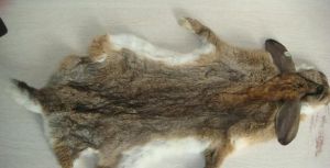 兔子皮怎么处理是软的 兔皮毛怎么处理才能用
