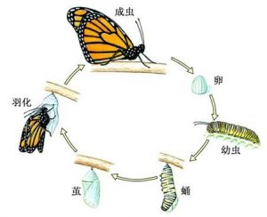 蝴蝶幼虫的饲养方法 蝴蝶幼虫