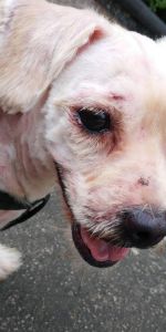 狗狗打架眼睛受伤流脓 学生眼睛紫外线灯被灼伤