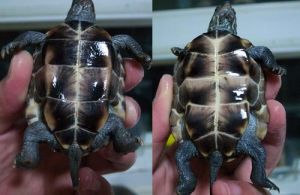 中华草龟快速分公母的方法 牡丹鹦鹉分公母的快速方法