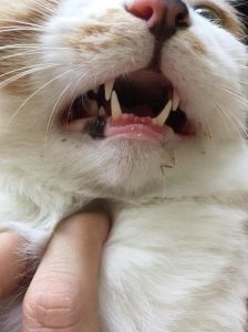 猫牙齿出血 猫咪咬东西牙齿出血