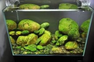 鱼缸长绿苔说明水质好 鱼缸放在客厅什么位置最好