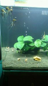 鱼缸清理绿苔小窍门 鱼缸里的绿苔怎么清理