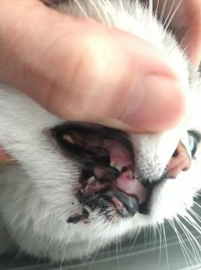 猫的牙齿断了半截 猫咪换牙期