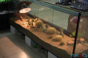 沙漠沙子能用鱼缸里 沙漠里的一口井