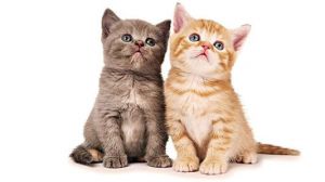 猫咪牙龈发炎能自愈么 猫咪肠炎能自愈吗