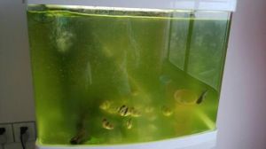 鱼缸生绿藻怎么去除 鱼缸发黄怎么处理