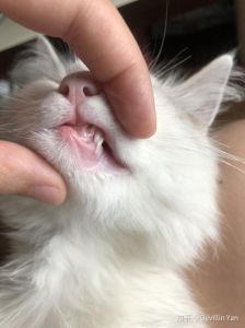 猫的尖牙断了一半什么原因 猫经常吐是什么原因