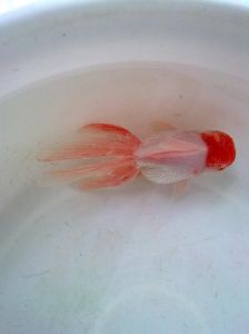 金鱼水霉菌 鱼缸滋生水霉菌需要马上换水吗