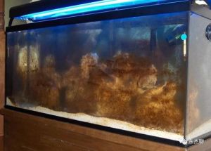 鱼缸褐藻怎么处理 鱼缸除褐藻用螺还是清道夫