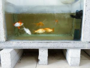 鱼缸出现大量泡沫 鱼缸出现大量小海螺对鱼有害吗