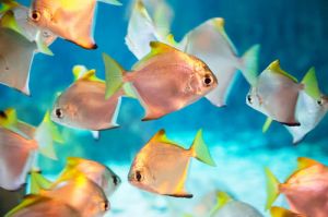 热带鱼过水的正确方法 新鱼消毒最简单的方法