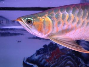 红龙鱼发色过程 红龙鱼发色灯