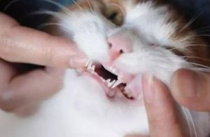 猫刷牙多久一次 猫多久驱一次虫