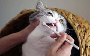 猫多大需要磨牙吗 猫磨牙棒适合多大的猫咬