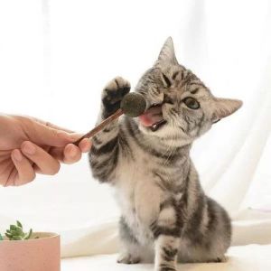 猫要磨牙吗 猫咪发出磨牙声音