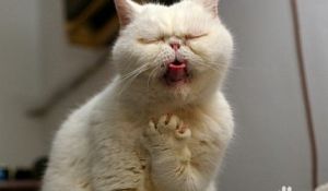 猫咪呕吐是怎么回事 猫呕吐是什么原因