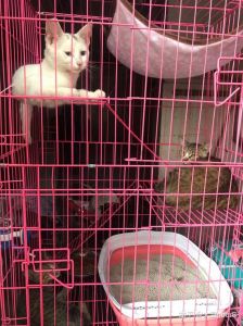 猫能放笼子里养吗 猫可以在笼子里一直养吗