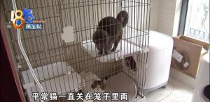 猫咪关在笼子里一直叫怎么办 猫咪要不要关笼子