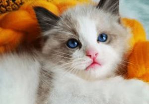 布偶猫感冒了怎么办 小猫感冒症状能自愈吗