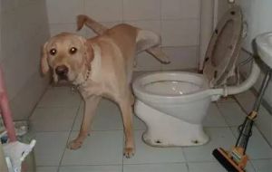 为啥狗狗大便尿尿不在一个地方 为什么狗狗尿尿和拉粑粑不在一处