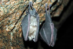 蝙蝠什么时候开始冬眠 蝙蝠进屋对人有什么害