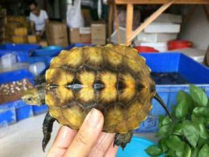 石龟龟饲养方法 石龟能混养吗