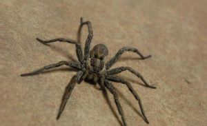 农村常见的蜘蛛 如何防止蜘蛛爬到床上