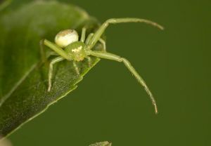 绿色的蜘蛛是什么品种 绿色的人头蜘蛛叫什么