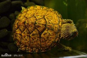 s虎纹龟饲养环境 石龟龟饲养方法