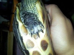 乌龟烂爪症的原因及预防的方法