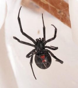 家中常见20种蜘蛛 中国十大毒蜘蛛