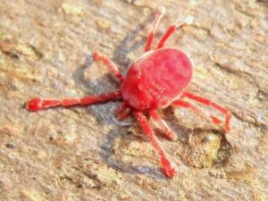 看见红色蜘蛛有什么兆头 红色蜘蛛是有什么预兆