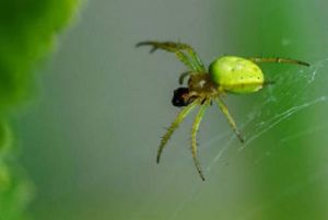 家里绿色的蜘蛛有毒吗 蜘蛛会在人睡觉时爬到人身上吗