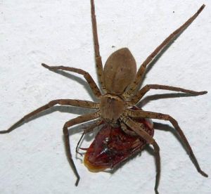 北方家里常见的蜘蛛 家里常见的蜘蛛20种