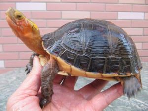 黄缘闭壳龟饲养环境 养龟可以用椰土