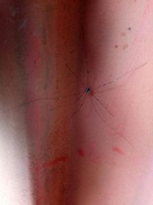 微小红色蜘蛛有毒吗 红蜘蛛对人有害吗