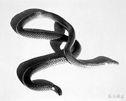 钝尾两头蛇的外形特点