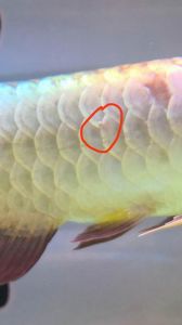 龙鱼腮盖寄生虫 龙鱼趴缸是什么原因