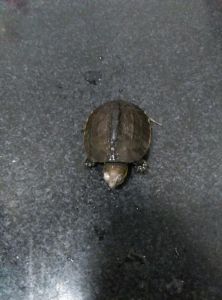 幼龟腹甲软 红面蛋龟腹甲