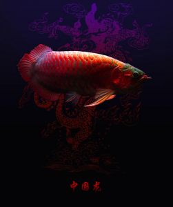 中国最贵红龙鱼7000万 十大名贵观赏鱼排行榜