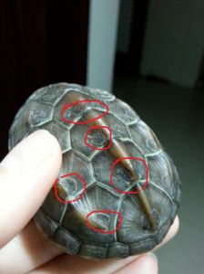 如何辨认乌龟烂甲 乌龟贝壳烂甲怎么办