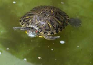 乌龟的水几天换一次 养乌龟几天换一次水