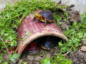 黄缘龟为什么那么贵 黄缘龟如何饲养