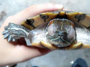 乌龟蒙眼和白眼的区别 乌龟的嘴总是一张一合