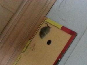 家里有一只老鼠怎么办 灭鼠最佳方法