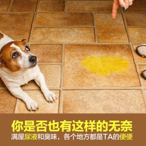 地板上的狗尿味怎么去除 房间狗尿渗入地板里味怎么去除